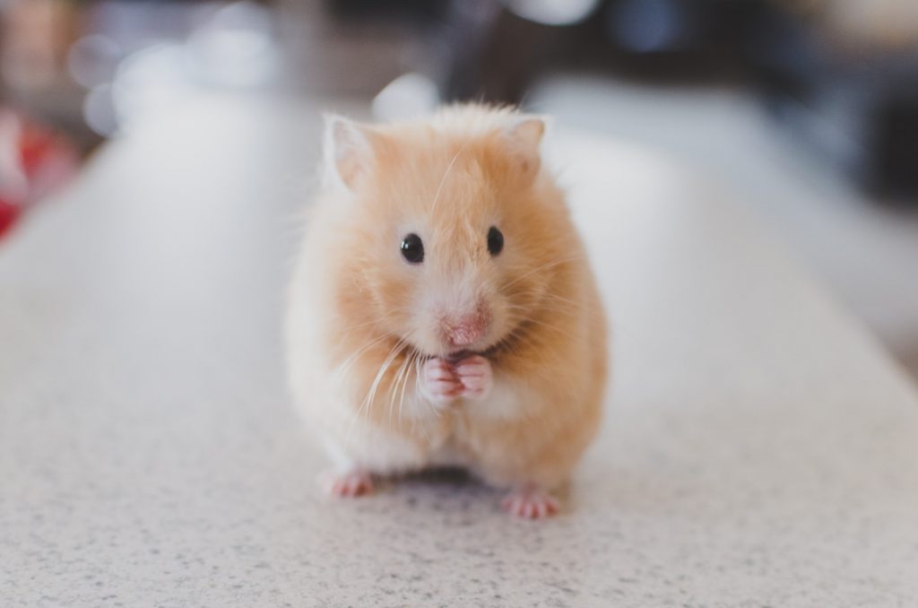 Choisir un hamster comme animal domestique